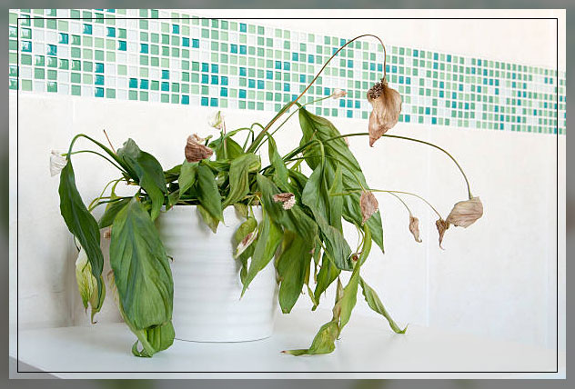 droopy leaves