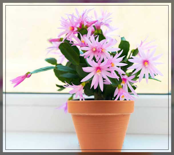 easter cactus