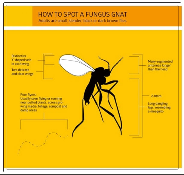 fungus gnats 1