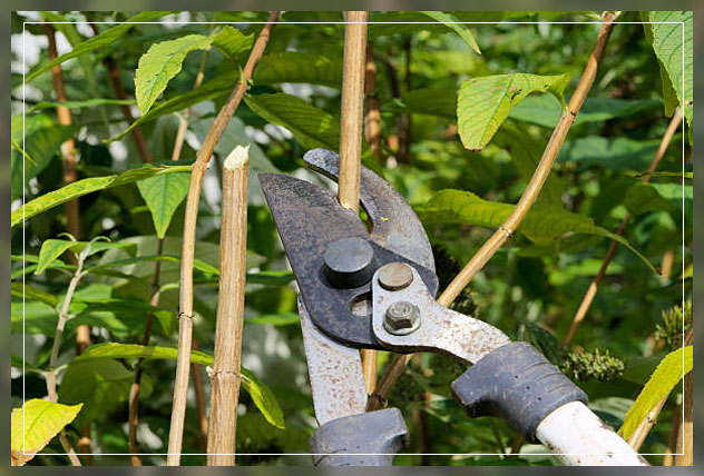pruning shears