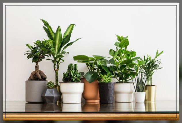 hard to kill plants