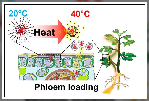 causes of heat stress in plant