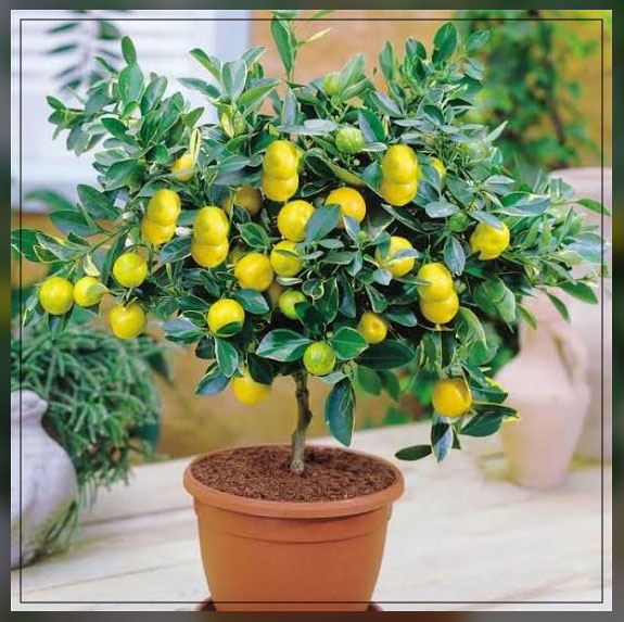 lemon