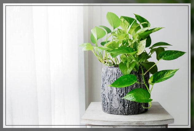 pothos