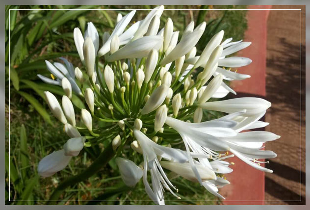 non-flowering plant