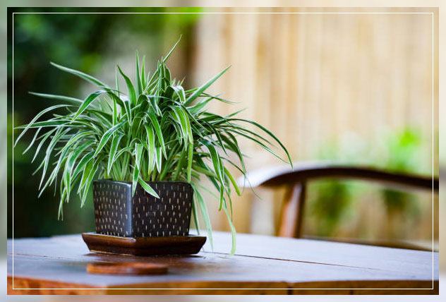 spider plant
