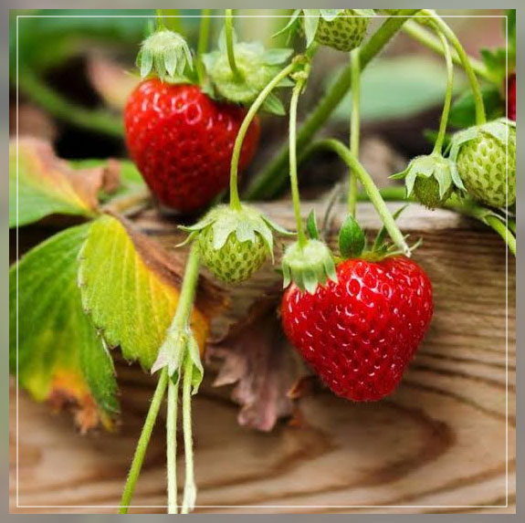 strawberry