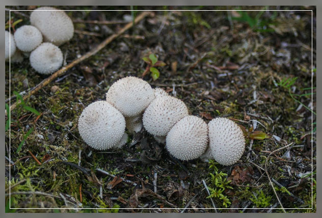 the variation in sizes 