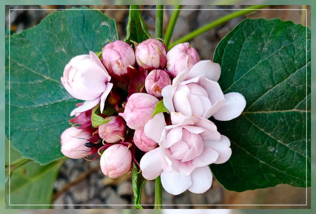 Flower petal 2