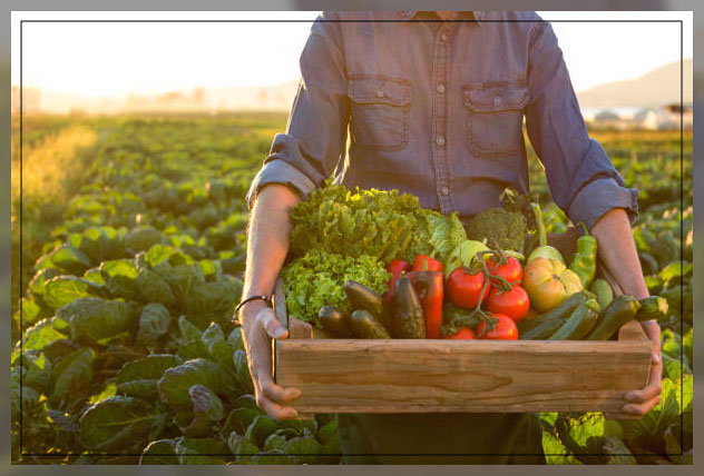 Vegetable farm 1