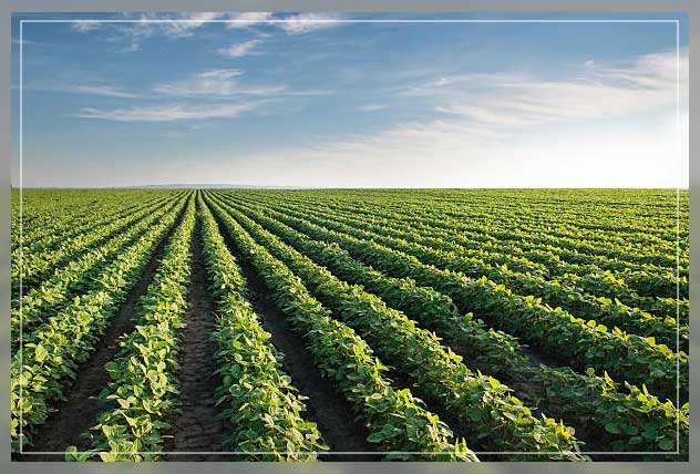 Vegetable farm 2