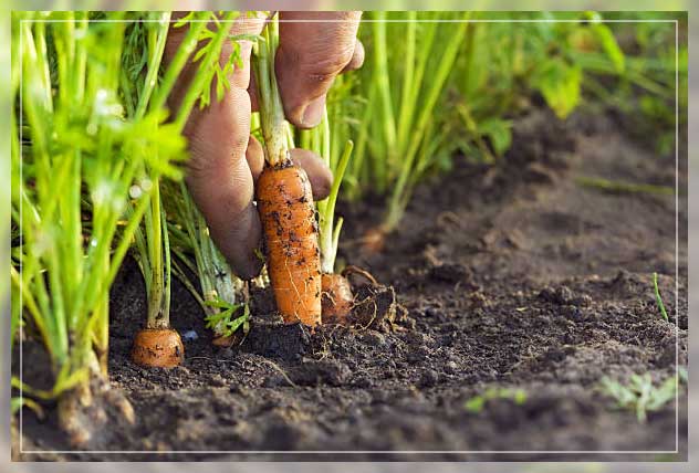 Vegetable farm 7