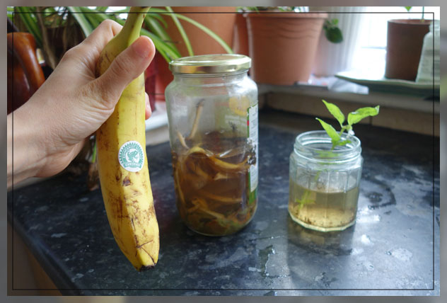 potassium and plants