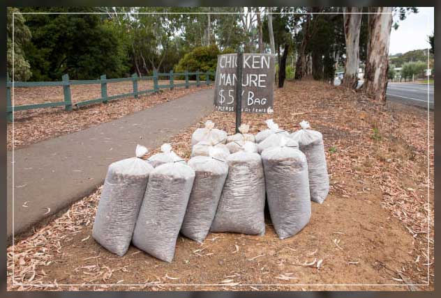 storage of chicken manure