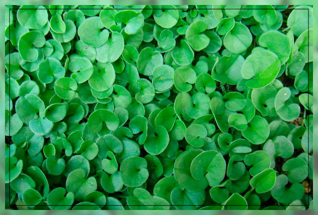use of dichondra