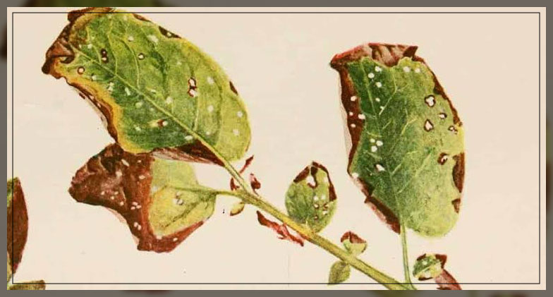 early blight 1