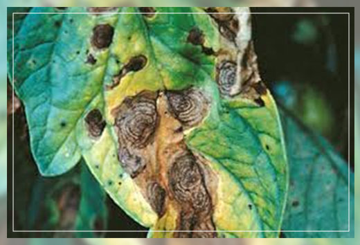 early blight