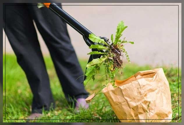removing crabgrass
