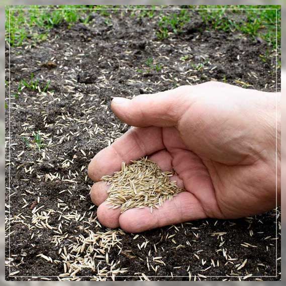 removing crabgrass