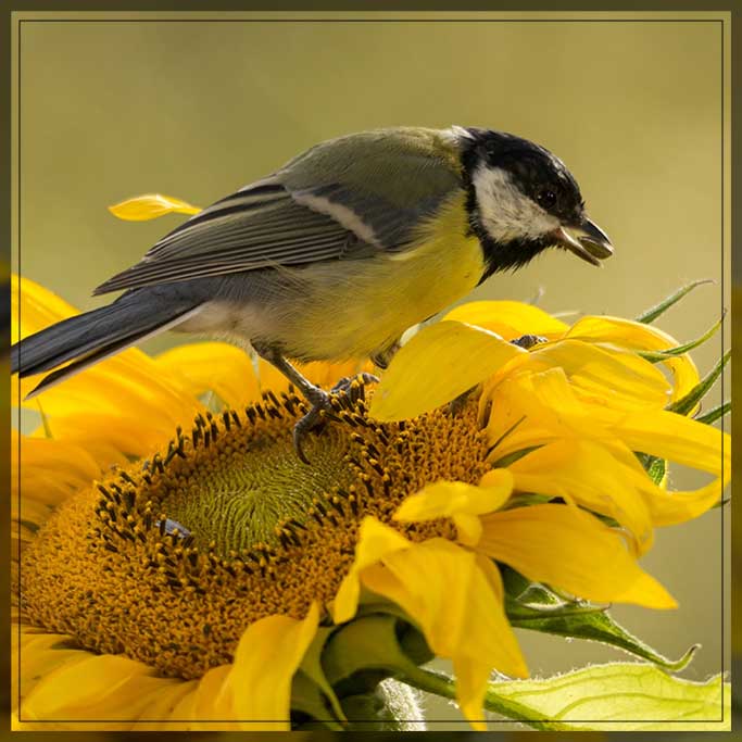 sunflowers effect