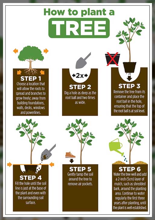 planting bare root trees