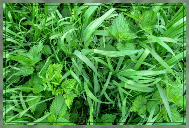 quackgrass