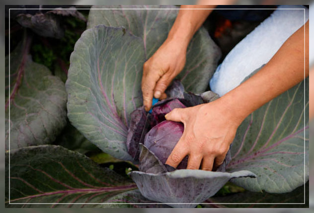 red cabbage 1