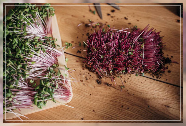red cabbage