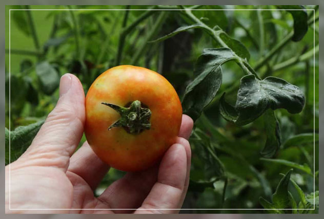 yellow shoulders on tomato