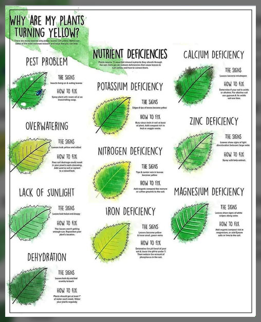 conditions of leaf