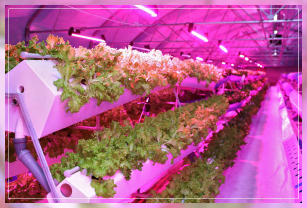 Aeroponic farming 1