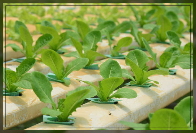 Aeroponic farming 4