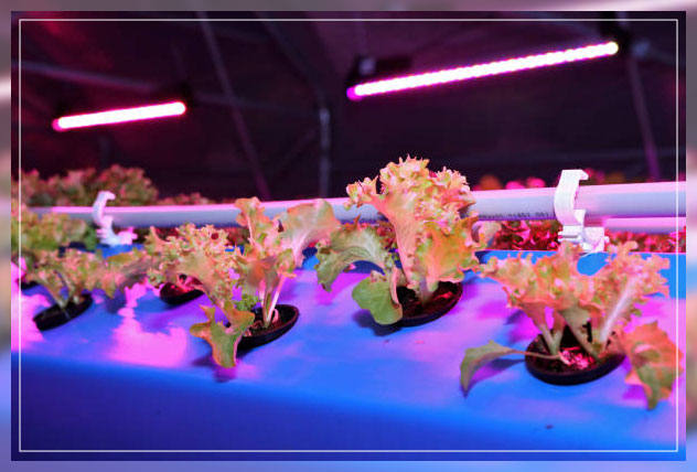 Aeroponic farming 6