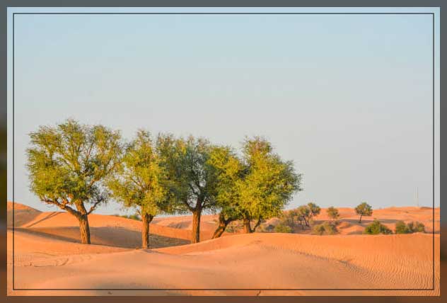 Ghaf tree 2