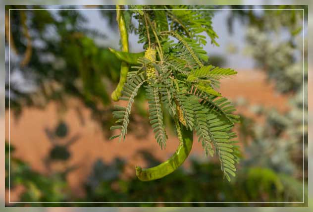 Ghaf tree 5