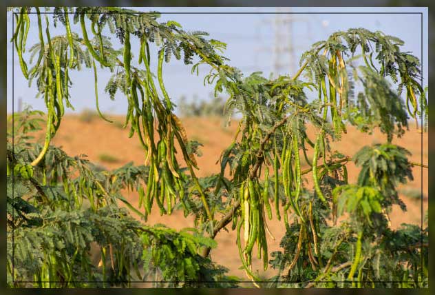 Ghaf tree 6