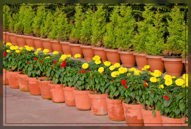 Plant nursery 3