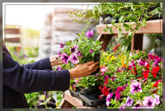 Plant nursery 7