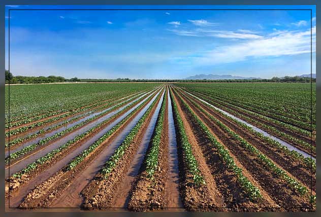 Sub irrigation 1