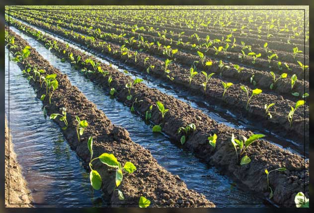 Sub irrigation 2