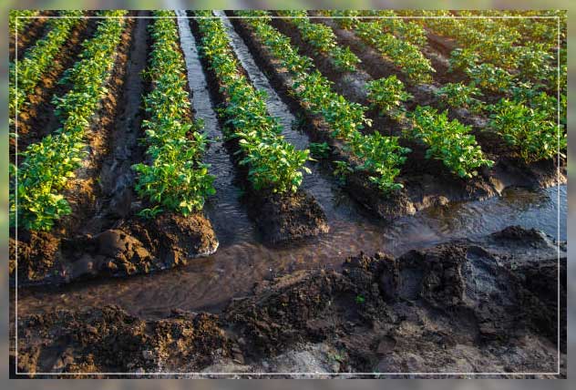 Sub irrigation 3