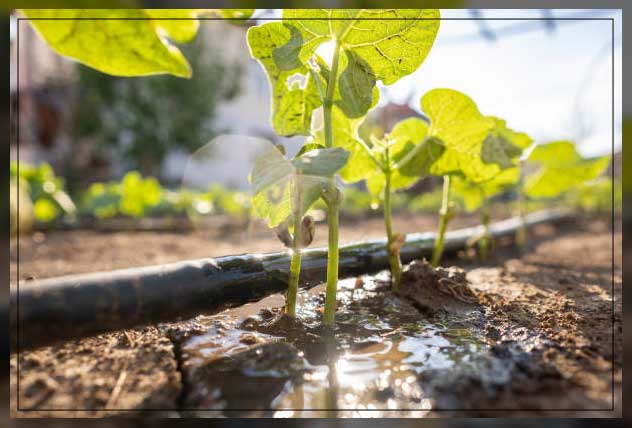 Sub irrigation 4