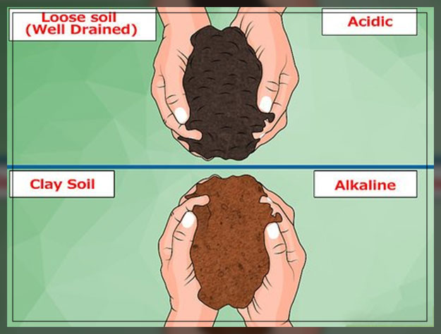 plants that grow well
