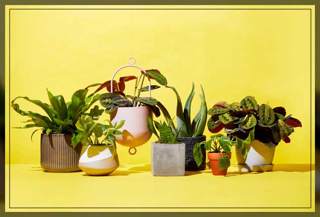 cheap plants