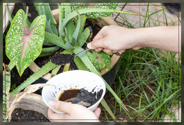 coffee grounds as fertilizers