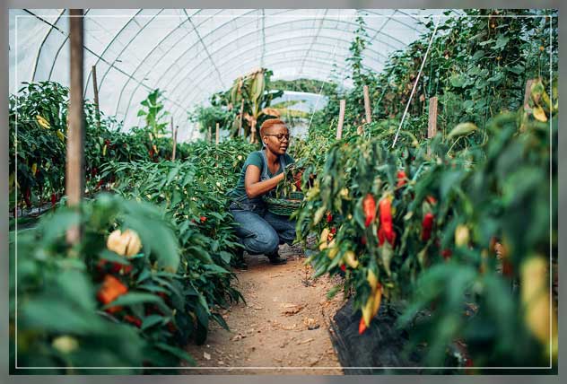 impact of microclimate