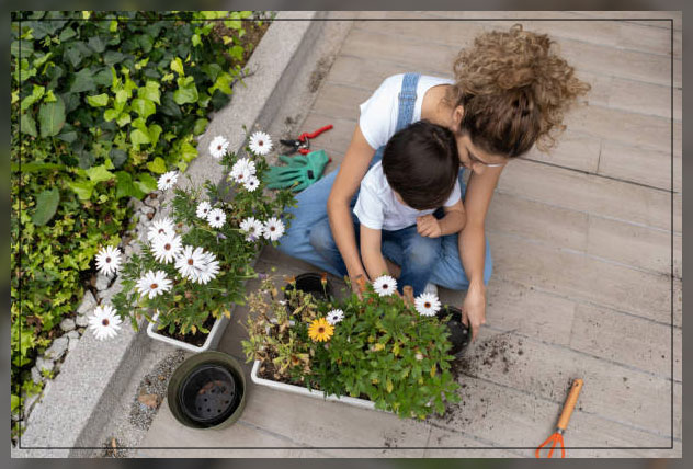 grow houseplants