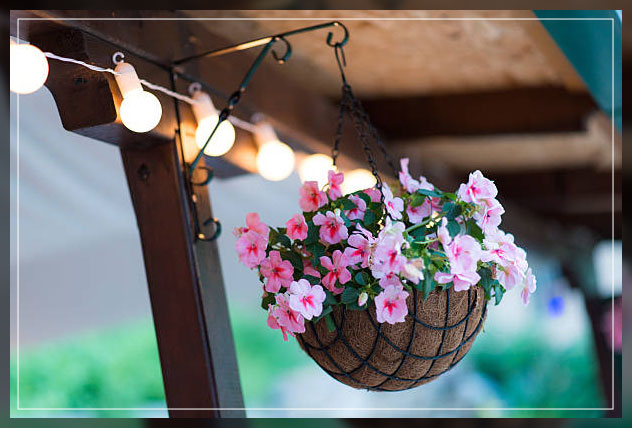 ideas for hanging plants