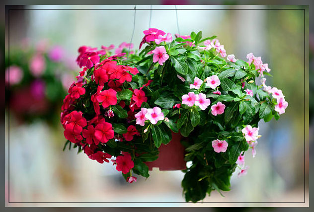 hang planters using strings