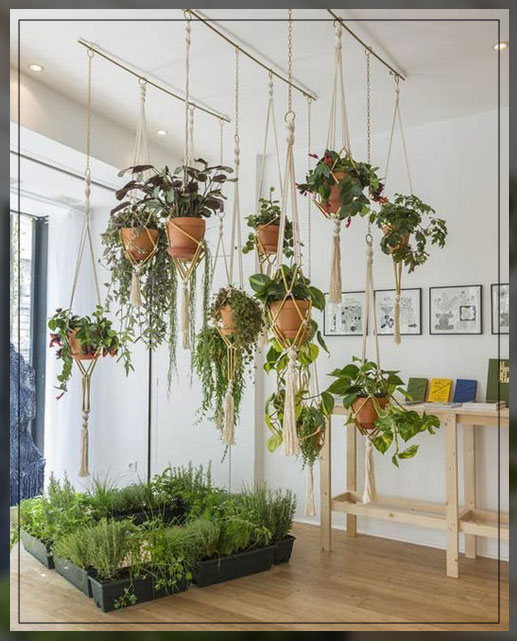 hanging plants with macrabe